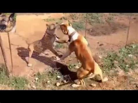 pitbull fight to the death